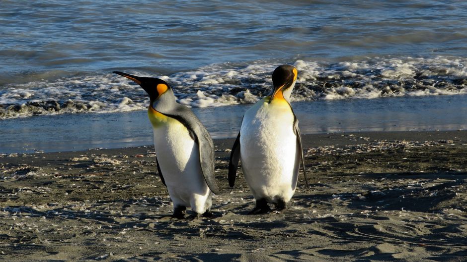 King Penguin.   - New Zealand