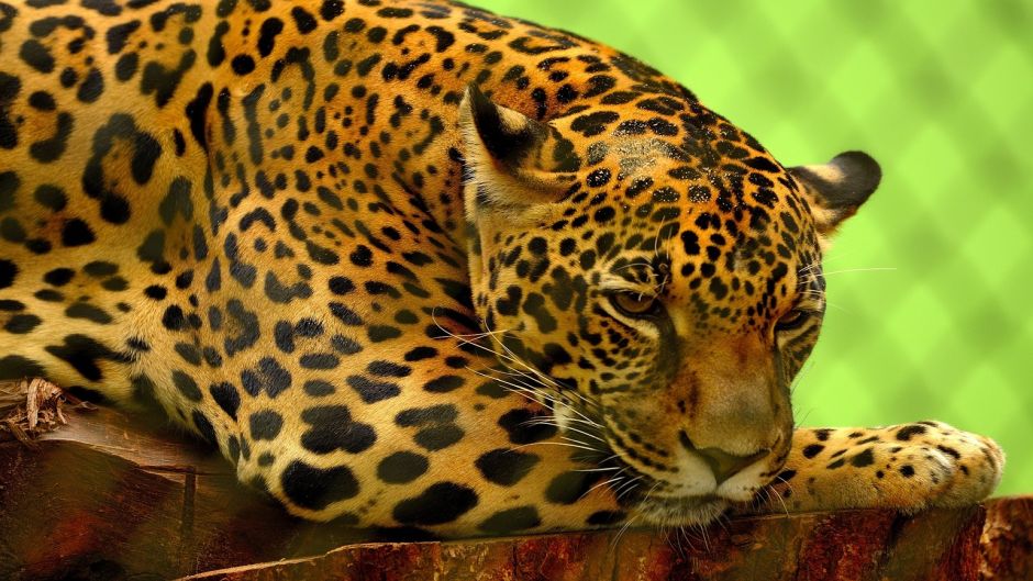 Jaguar.   - Paraguay