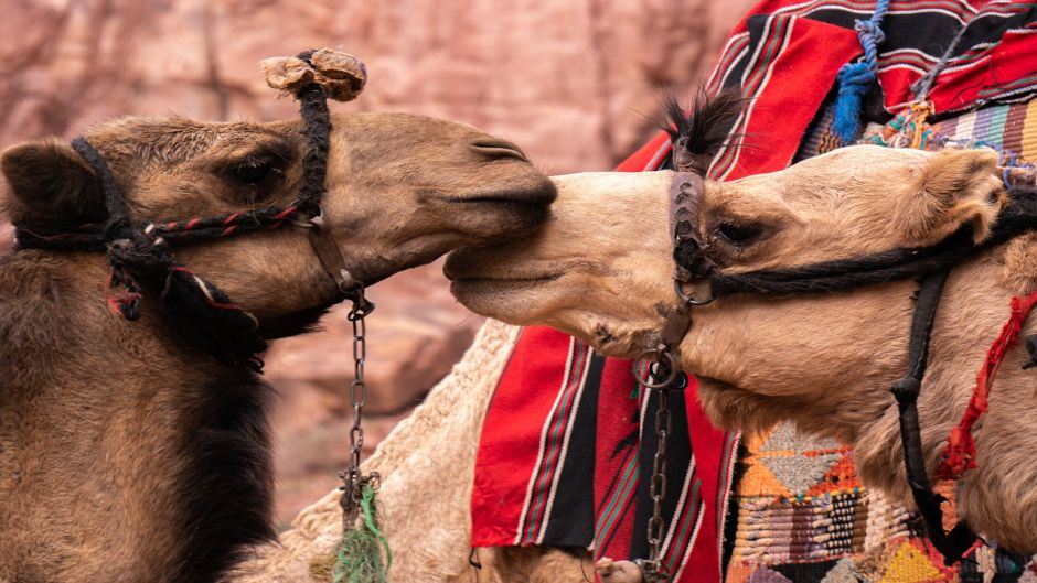Camel.   - United Arab Emirates