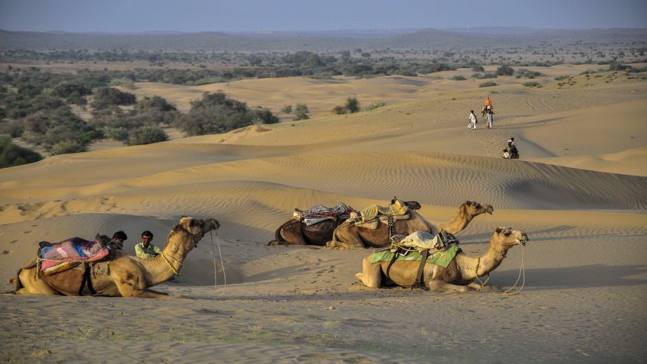 Camel.   - Morocco