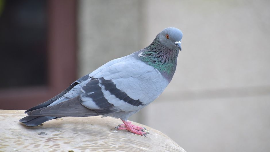 Rock Dove.   - South Africa