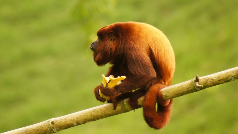 Howler Monkey.   - COLOMBIA