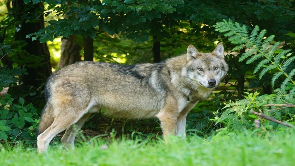 European Wolf.   - Switzerland