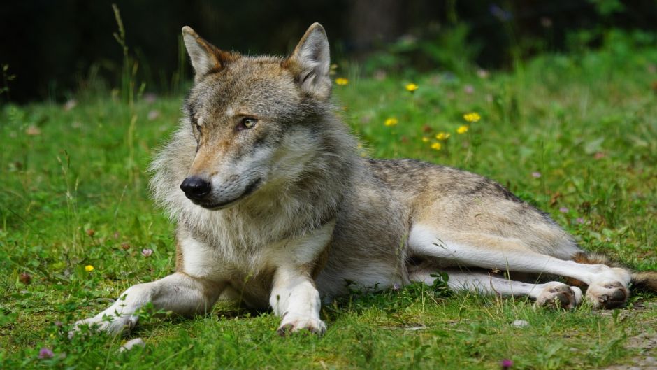 European Wolf.   - RUSSIA