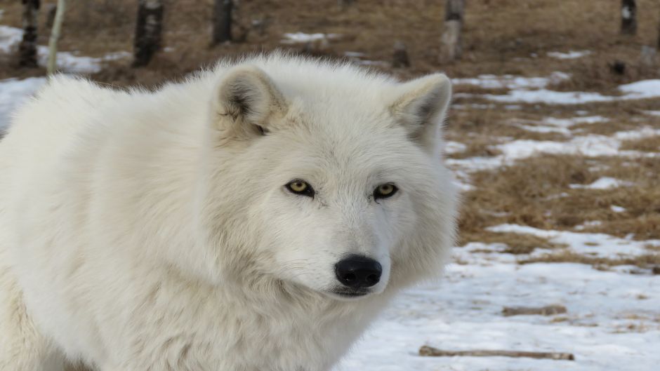 Arctic Wolf.   - CANADA