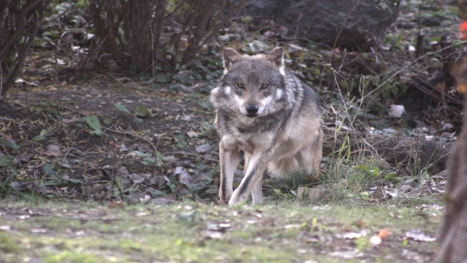 Mexican wolf.   - Mexico