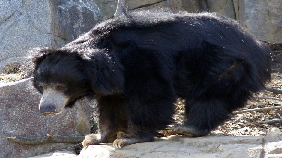 Sloth Bear.   - India