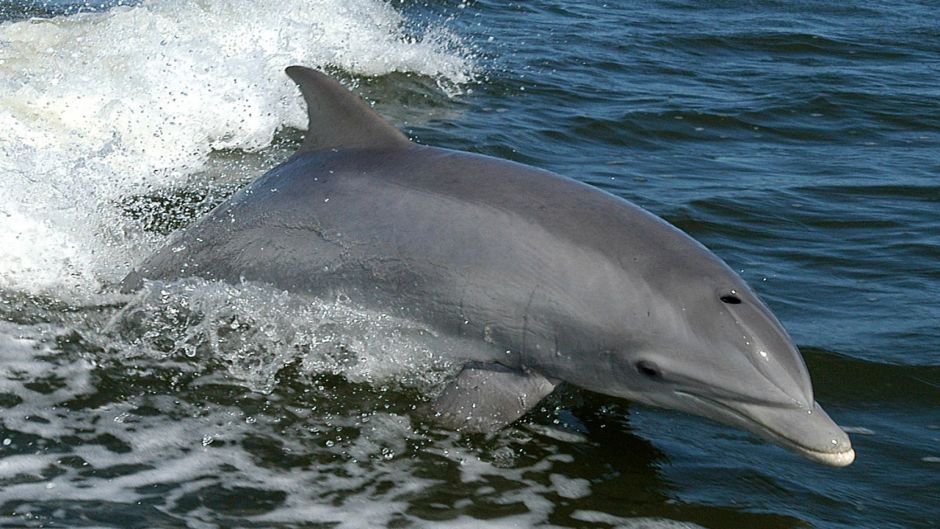 Bottle nose dolphin.   - PERU