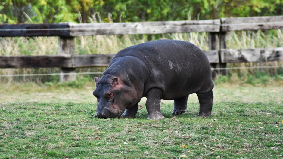 Pygmy Hippopotamus.   - 