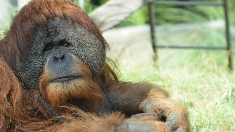 Bornean Orangutan.   - 