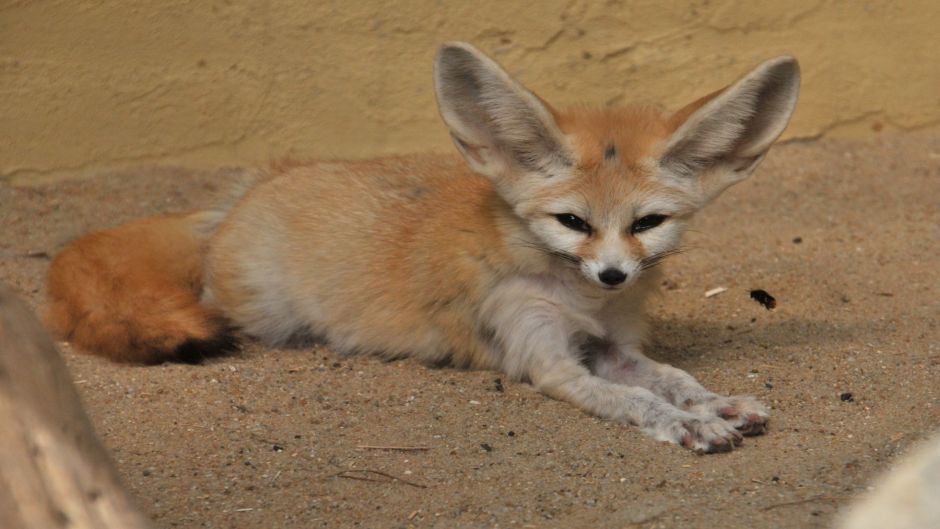 Desert Fox.   - Morocco