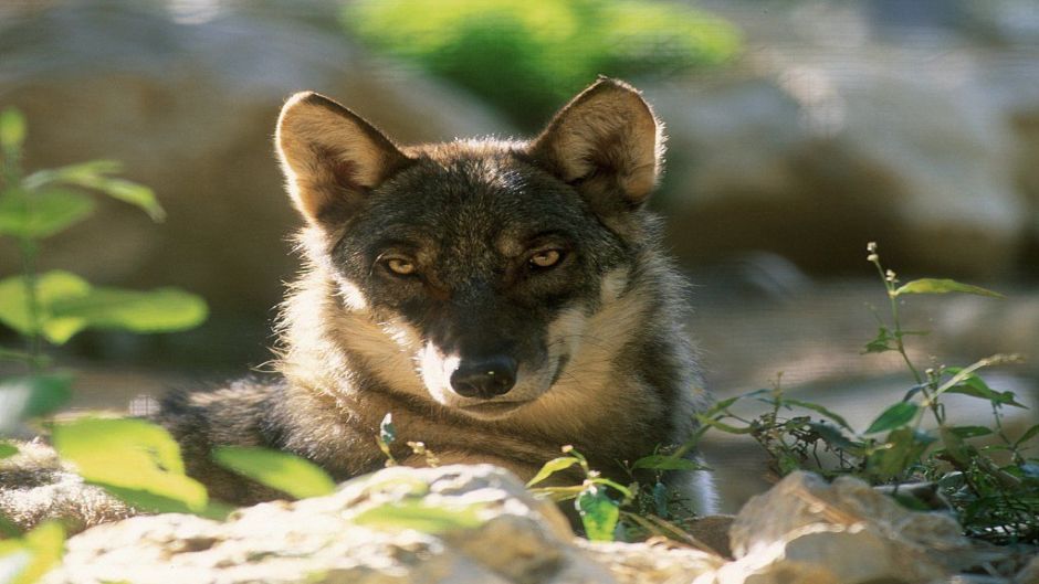 Apennine Wolf.   - Switzerland
