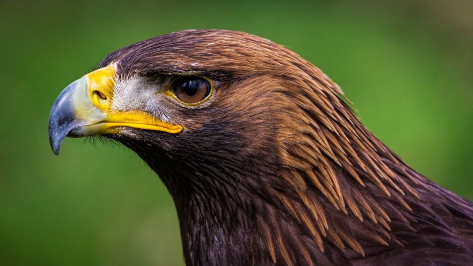 Royal Eagle.   - Ireland