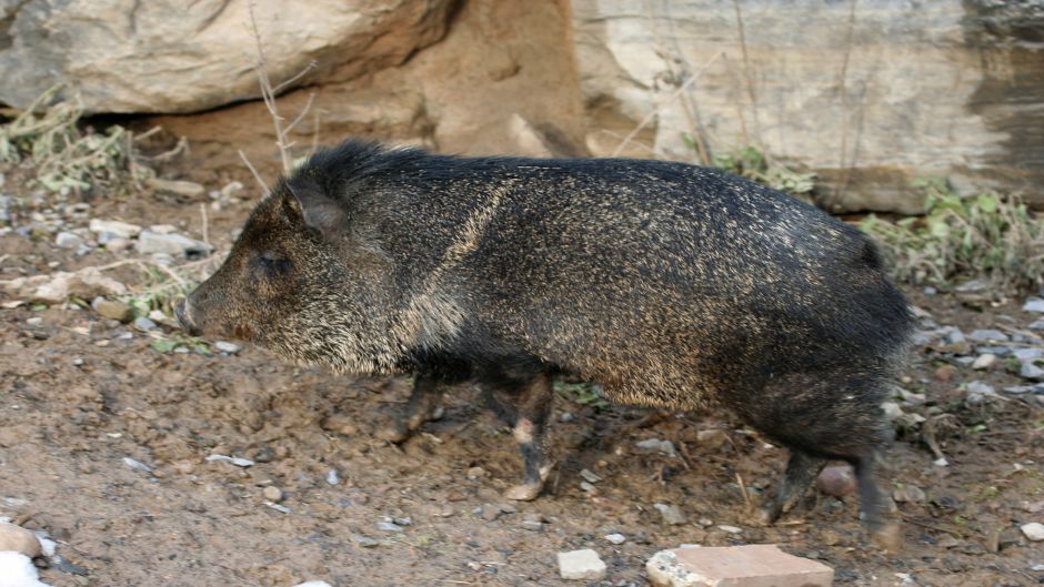 Collared Peccary.   - Paraguay