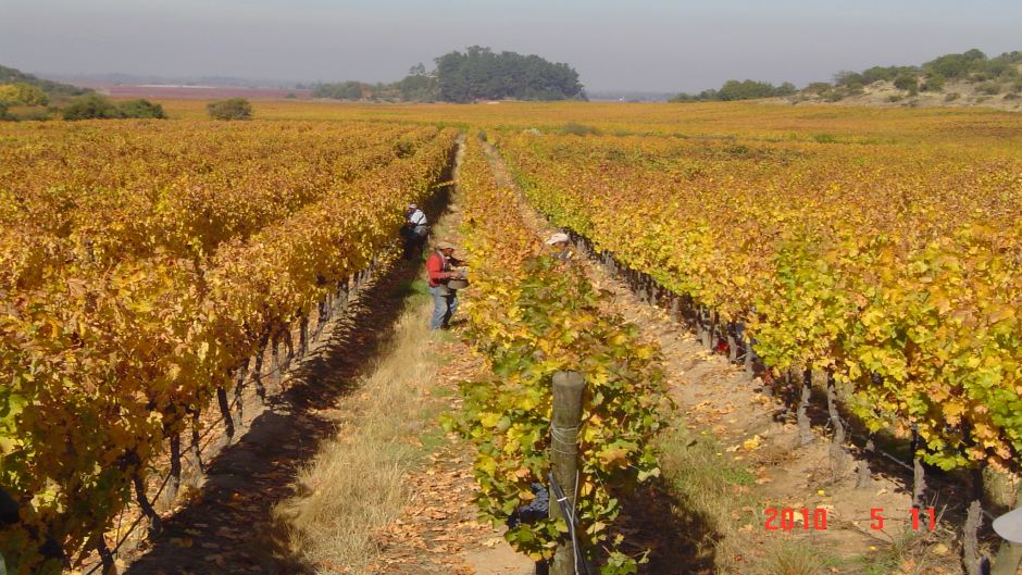 CURICO VALLEYS - ROUTE OF WINE, , 