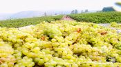 CURICO VALLEYS - ROUTE OF WINE, , 