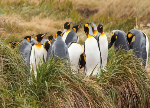 Tierra del Fuego and King Penguin Park. , CHILE