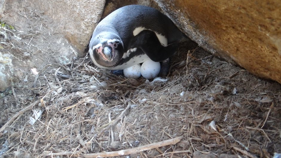  Full day visit Damas Island, Humbolt Penguin National Reserve, La Serena, CHILE