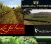 CURICO VALLEYS - ROUTE OF WINE