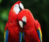 Guide of Birds in  PANAMA