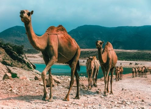 Salalah - OMAN