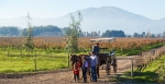 Colchagua Valley, Tour, Wine Tour.  Valle De Colchagua - CHILE