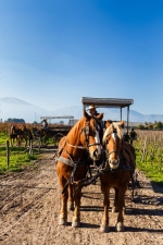 Colchagua Valley, Tour, Wine Tour.  Valle De Colchagua - CHILE