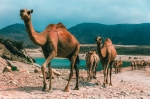 Salalah - Oman, City Guide. what to do, what to see, information.  Salalah - OMAN