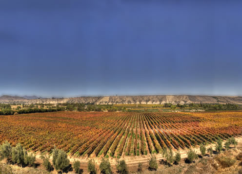 Limari Valley, Ovalle - CHILE 