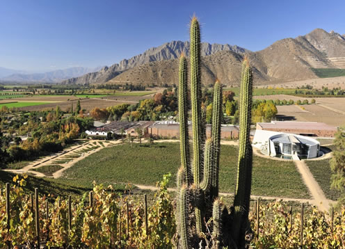 Aconcagua Valley, Catemu - CHILE 