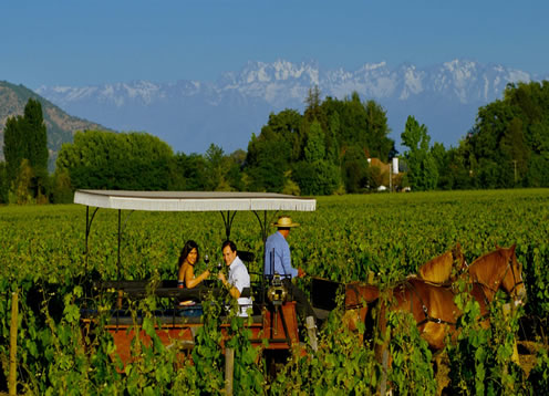 Colchagua Valley, Santa Cruz - CHILE 