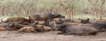 Bandia Nature Reserve, Dakar, Senegal. Information, what to see, how to get there.   - SENEGAL