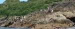 Pingüineras Puñihuil, Ancud, National Reserve, Tour, Chiloe.  Ancud - CHILE