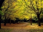 Botanical Garden of the Austral University of Chile.  Valdivia - CHILE