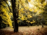 Botanical Garden of the Austral University of Chile.  Valdivia - CHILE