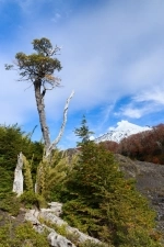 Villarrica National Park In Pucon.  Pucon - CHILE