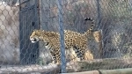 Santiago Zoo, Santiago Guide.  Santiago - CHILE