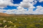 National Reserve of Ulla Ulla.  La Paz - BOLIVIA