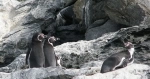 Humboldt Penguin National Reserve.  La Serena - CHILE