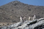 Humboldt Penguin National Reserve.  La Serena - CHILE