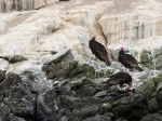 Humboldt Penguin National Reserve.  La Serena - CHILE