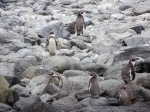 Humboldt Penguin National Reserve.  La Serena - CHILE