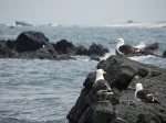 Humboldt Penguin National Reserve.  La Serena - CHILE