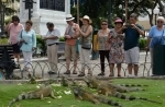 Parque Seminario also known as the Parque de las Iguanas, Guayaquil, Ecuador. what to see, what to visit.   - ECUADOR