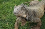 Parque Seminario also known as the Parque de las Iguanas, Guayaquil, Ecuador. what to see, what to visit.   - ECUADOR