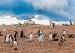 Cabo de Hornos National Park, Patagonia, Punta Arenas.  Punta Arenas - CHILE