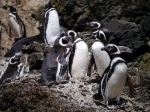 Pingüineras Puñihuil, Ancud, National Reserve, Tour, Chiloe.  Ancud - CHILE