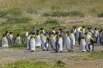 Pinguino Rey Park, Punta Arenas, Information, how to get there, what to see, Porvenir, Chile.  Porvenir - CHILE