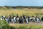 Pinguino Rey Park, Punta Arenas, Information, how to get there, what to see, Porvenir, Chile.  Porvenir - CHILE