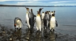 Pinguino Rey Park, Punta Arenas, Information, how to get there, what to see, Porvenir, Chile.  Porvenir - CHILE
